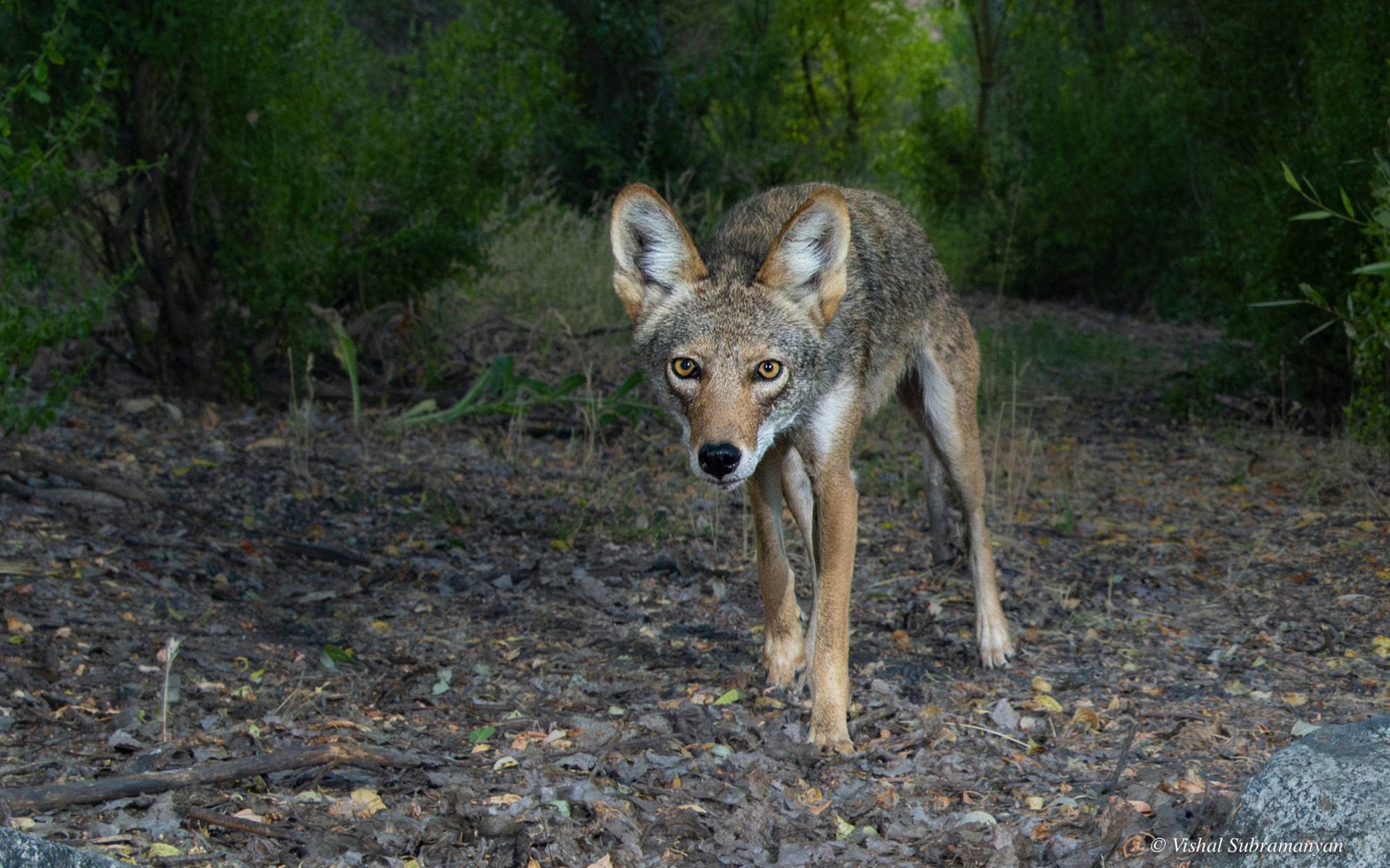 History - Protect Coyote Valley