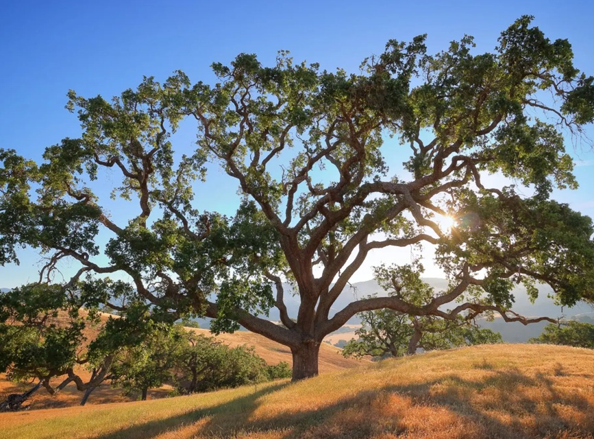 oak tree on dry grassy hill
