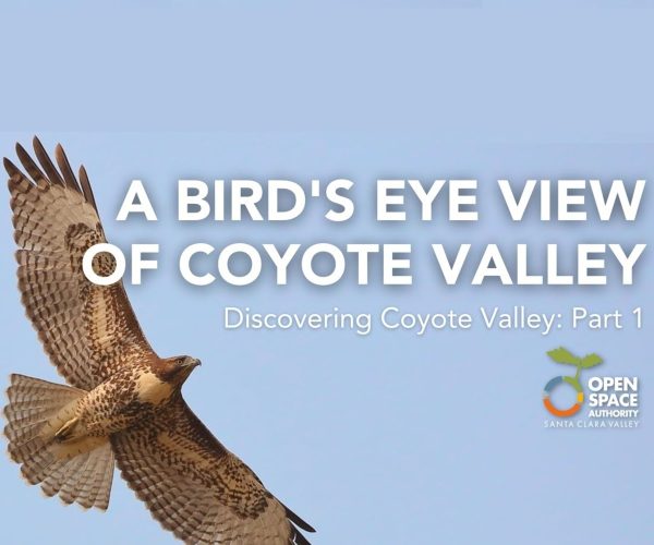 birds eye view of coyote valley video pic