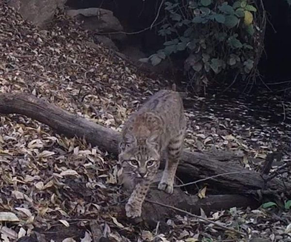 bobcat at Fisher Creek